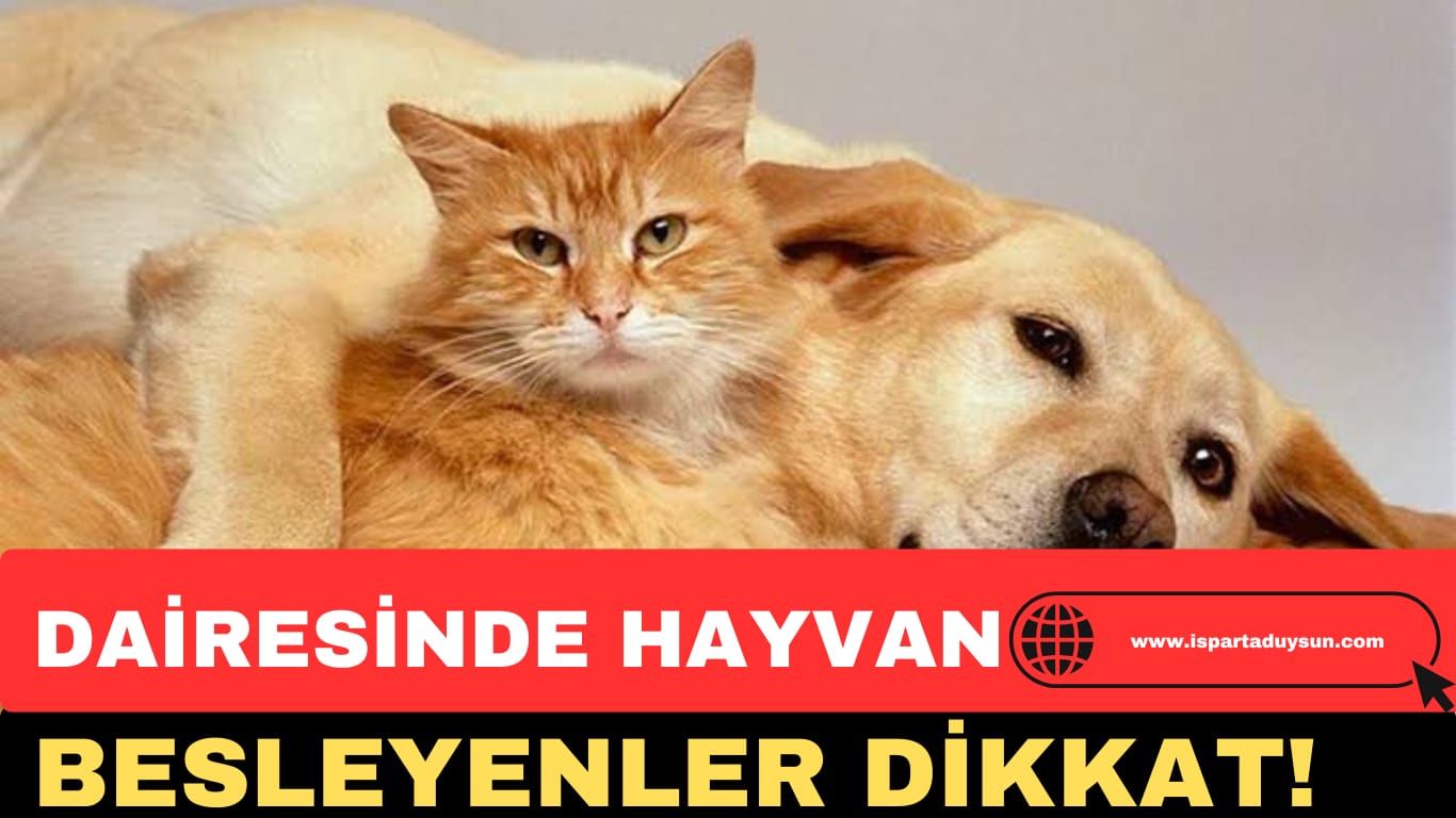 O HABERE AVUKAT MELTEM ZORBA’DAN CEVAP GELDİ