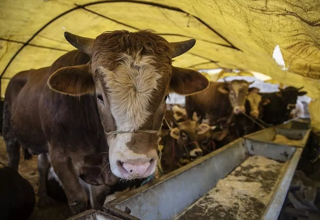 HAYVAN HASTALIKLARI TAZMİNATLARINDA DEĞİŞİKLİK