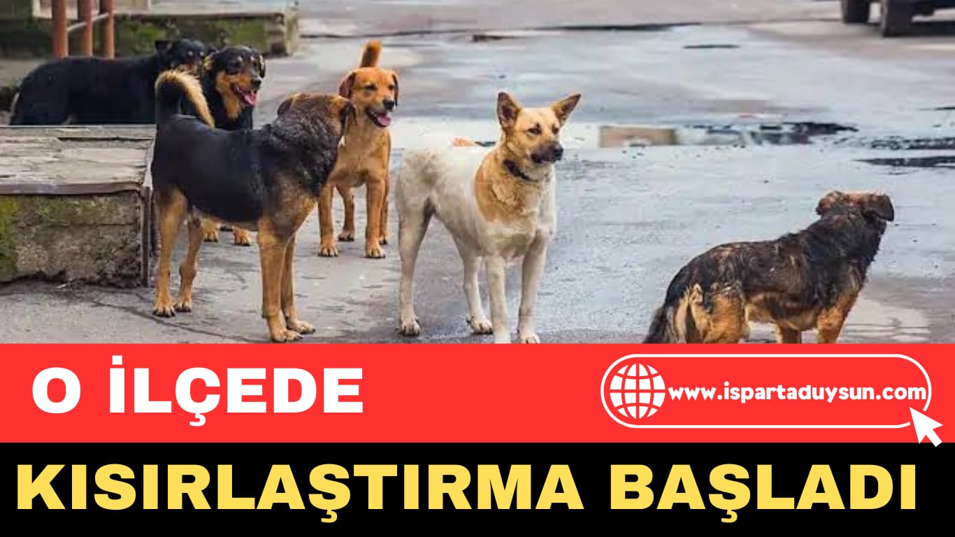 O İLÇEDE SOKAK KÖPEKLERİNİ KISIRLAŞTIRMA BAŞLADI
