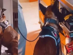 Narkotik köpek Milon birinci oldu