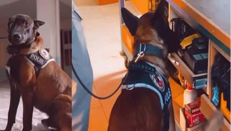 Narkotik köpek Milon birinci oldu