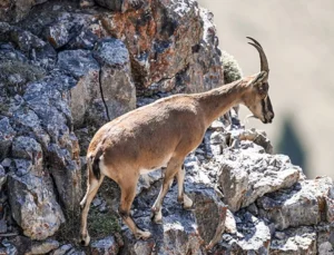 Yaban Keçisi Kestiği Belirlenen Şahısa 661 TL Ceza Kesildi.