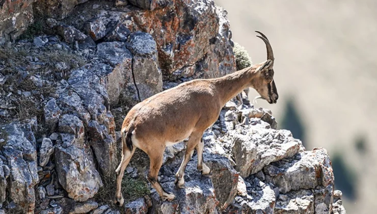 Yaban Keçisi Kestiği Belirlenen Şahısa 661 TL Ceza Kesildi.