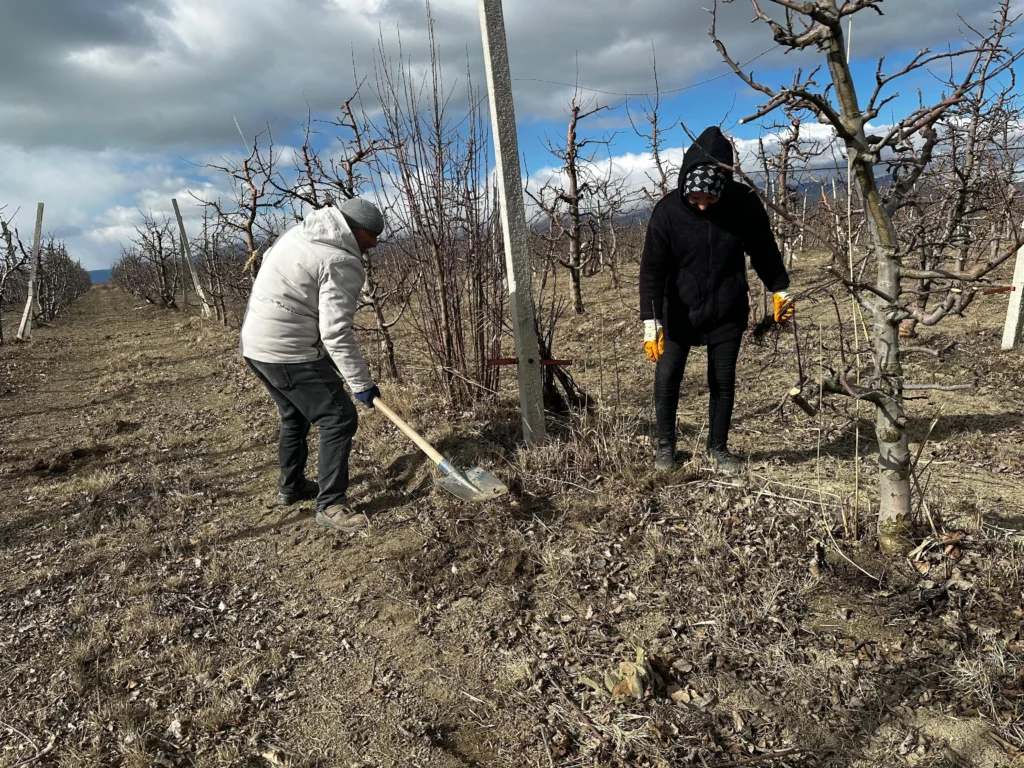 Gelendost Belediyesi Ekonomik Kalkınmaya Yatırım Yapıyor: 250 Dekar Alanda Elma Fidanı Dikimi 3 3