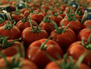 Gümrükte Virüslü Domates Alarmı: 6 Operasyon Düzenlendi