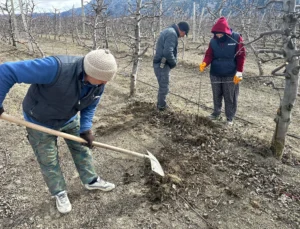 Gelendost Belediyesi Ekonomik Kalkınmaya Yatırım Yapıyor: 250 Dekar Alanda Elma Fidanı Dikimi