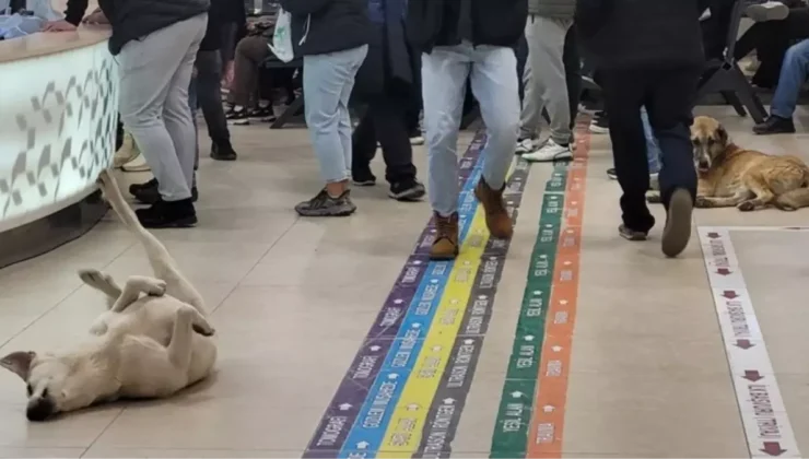 Sokak Hayvanları ile ilgili Sağlık Bakanlığı’ndan 81 İle yazı gönderildi.