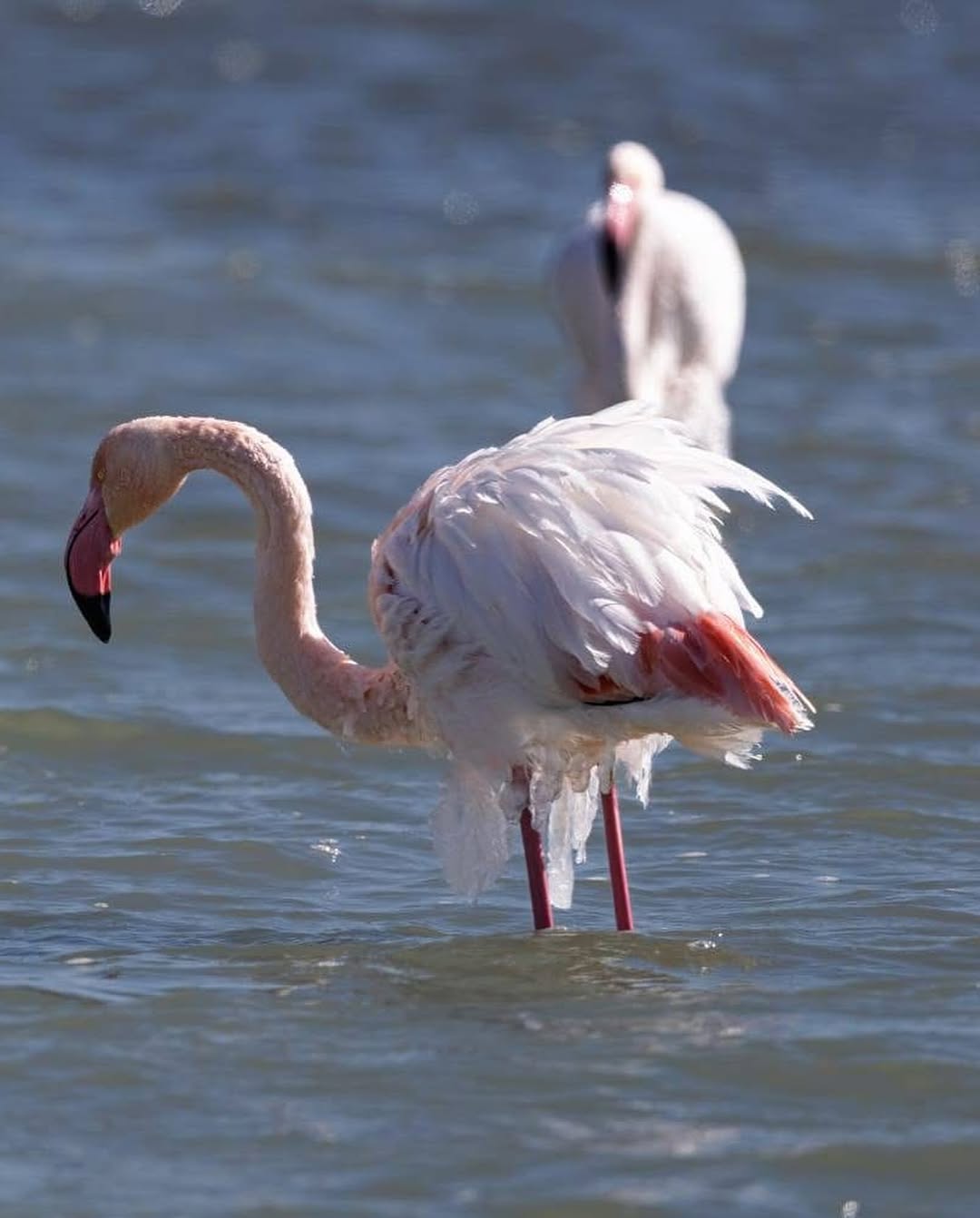 Eğirdir Gölü'ndeki Buz Tutmuş Flamingolar: Soğuk Hava Dalgası, Eşsiz Bir Manzaraya Sahne Oluyor SaveClip.App 481154602 17899306494139408 4919944324477477339 n