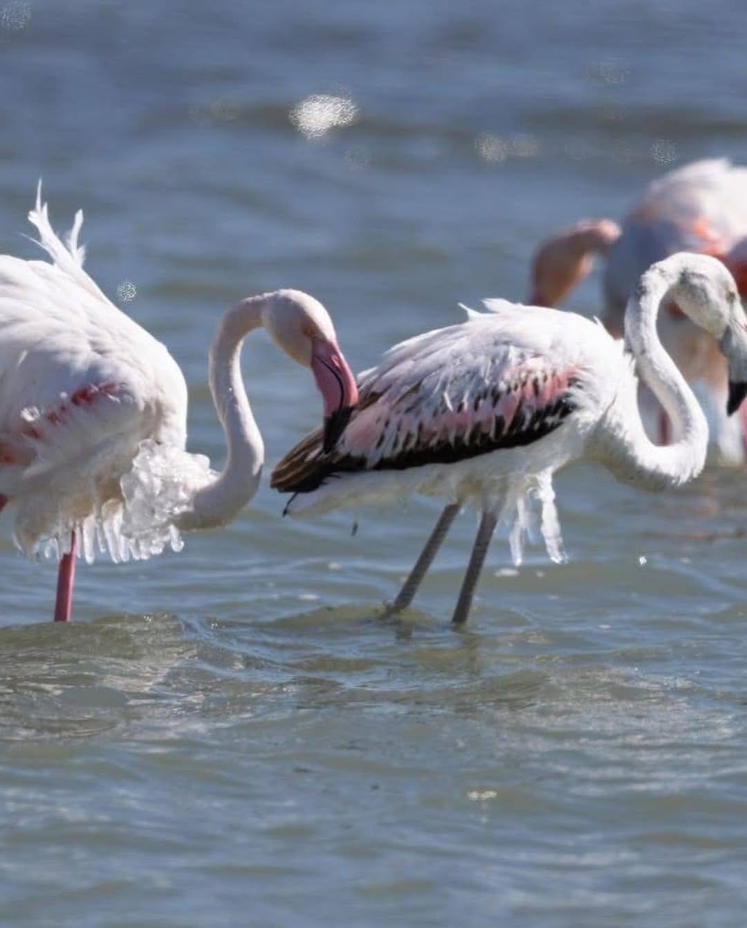 Eğirdir Gölü'ndeki Buz Tutmuş Flamingolar: Soğuk Hava Dalgası, Eşsiz Bir Manzaraya Sahne Oluyor SaveClip.App 481360018 17899306497139408 1443736958781818079 n