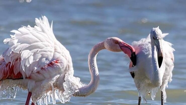 Eğirdir Gölü’ndeki Buz Tutmuş Flamingolar: Soğuk Hava Dalgası, Eşsiz Bir Manzaraya Sahne Oluyor