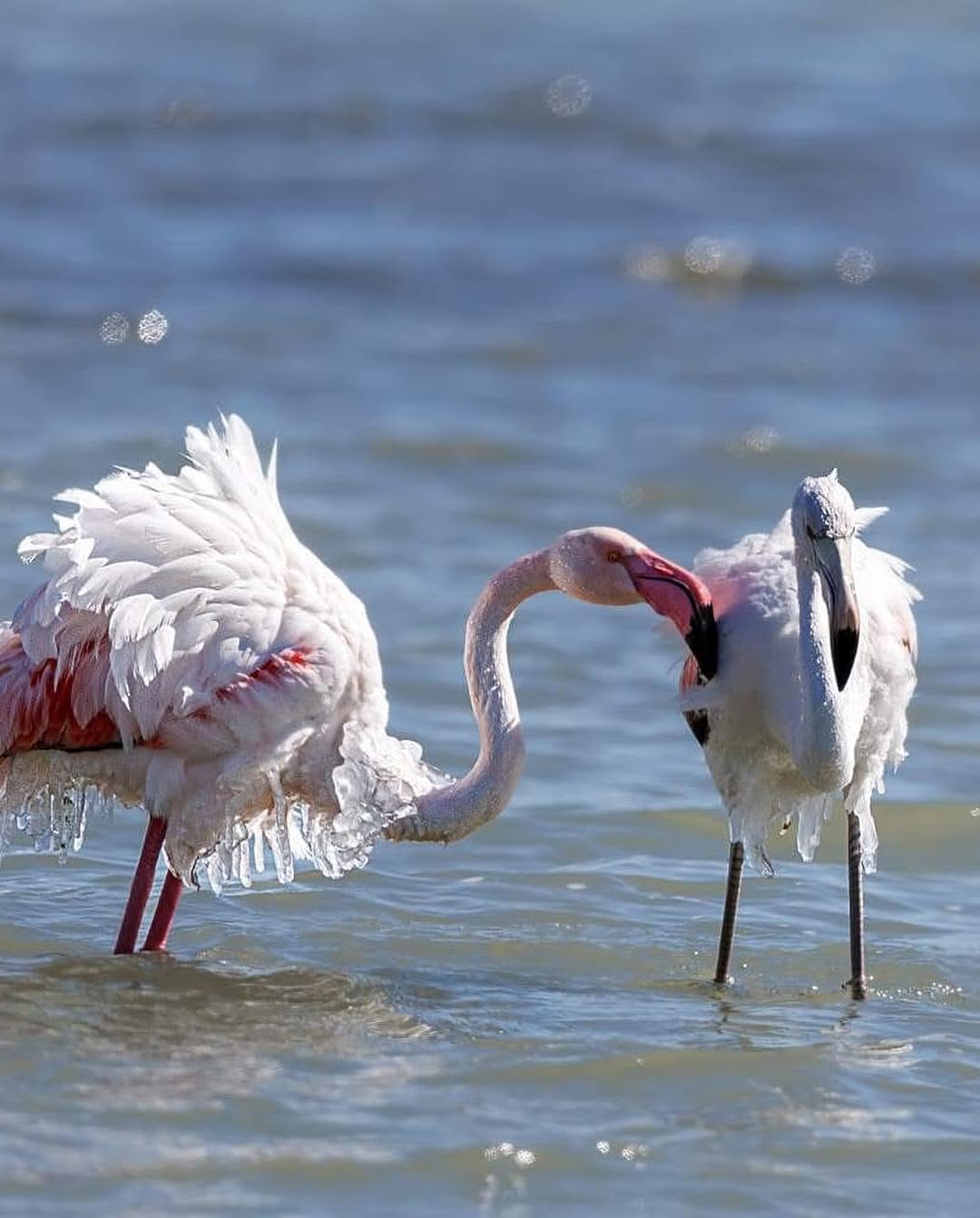 Eğirdir Gölü'ndeki Buz Tutmuş Flamingolar: Soğuk Hava Dalgası, Eşsiz Bir Manzaraya Sahne Oluyor SaveClip.App 481364448 17899306500139408 4680624920873300688 n