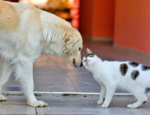 Sokak Hayvanlarına Destek İçin Yeni Platform Kuruldu: “Sokak Hayvanlarımızı Sahiplendirme ve Koruma Platformu”