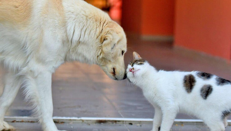 Sokak Hayvanlarına Destek İçin Yeni Platform Kuruldu: “Sokak Hayvanlarımızı Sahiplendirme ve Koruma Platformu”