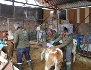 2025 Yılı İlkbahar Şap Aşılama Kampanyası Isparta’da Başladı