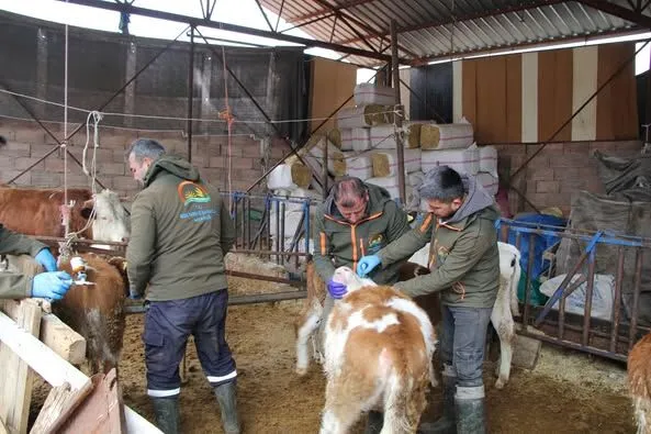 2025 Yılı İlkbahar Şap Aşılama Kampanyası Isparta’da Başladı