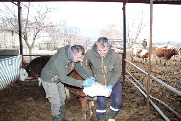 2025 Yılı İlkbahar Şap Aşılama Kampanyası Isparta’da Başladı s3 1