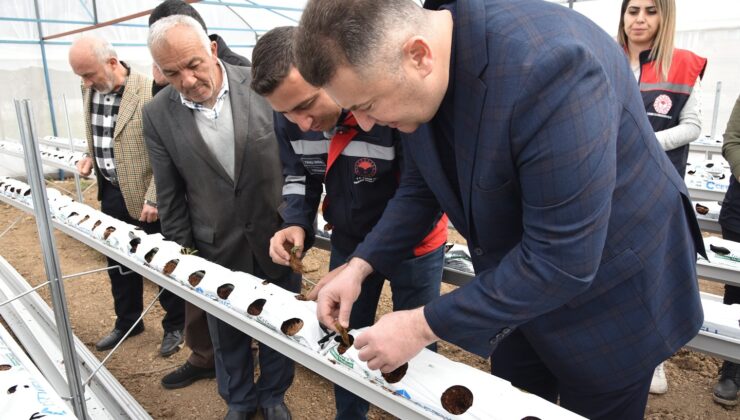 Isparta’da Topraksız Çilek Üretimi Başladı