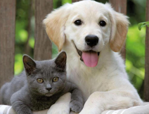 Isparta’da Kaç Köpek Var ?