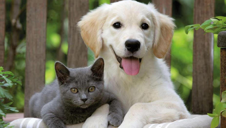 Isparta’da Kaç Köpek Var ?