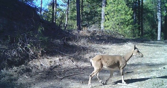 Isparta Ormanlarında Yaban Keçisi Görüntülendi: DKMP Ekipleri Fotokapanla Doğayı İzliyor