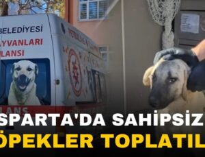 Isparta’da Saldırgan ve Güçten Düşmüş Köpekler Toplandı