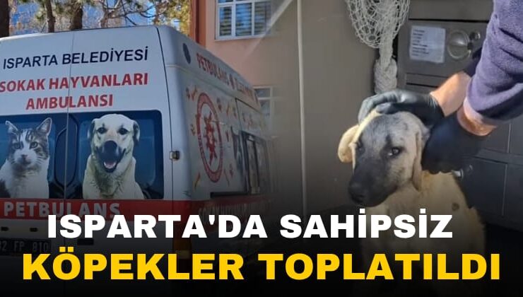 Isparta’da Saldırgan ve Güçten Düşmüş Köpekler Toplandı