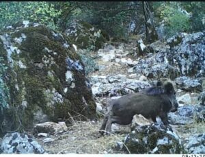 Domuzların Çamur Banyosu Isparta’daki Fotokapanlarda Yakalandı