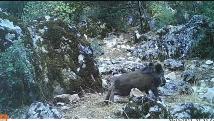 Domuzların Çamur Banyosu Isparta’daki Fotokapanlarda Yakalandı