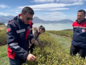 Eğirdir’de Ani Soğuk Hava ve Kar Yağışı Elma ve Güllerde Zarar Oluşturdu