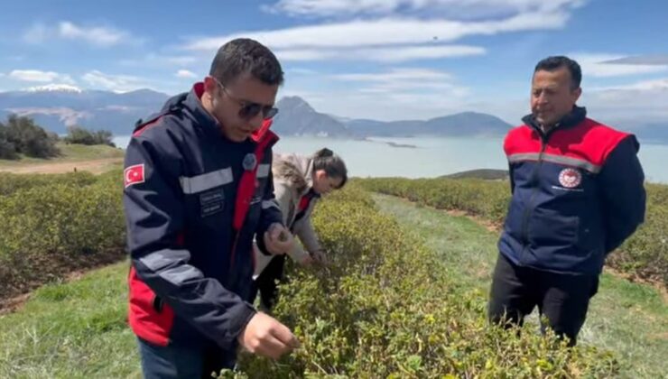 Eğirdir’de Ani Soğuk Hava ve Kar Yağışı Elma ve Güllerde Zarar Oluşturdu