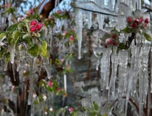 Isparta’da Zirai Don Etkili Oldu: Kayısı ve Kiraz Ağaçları Zarar Gördü