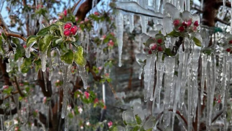 Isparta’da Zirai Don Etkili Oldu: Kayısı ve Kiraz Ağaçları Zarar Gördü