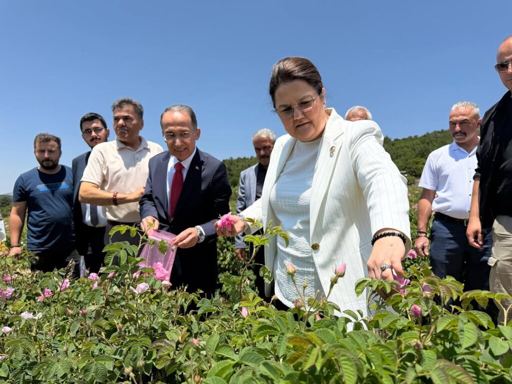 Eski Bakan Derya Yanık, SDÜ Mezuniyet Töreni İçin Isparta’da: Gül Bahçelerini Ziyaret Etti SaveClip.App 508339005 18414649669100011 6239120061166183577 n