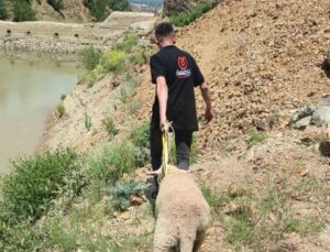 Isparta’da Kurbanlık Koyun Uçurumda Mahsur Kaldı, Ekipler Seferber Oldu