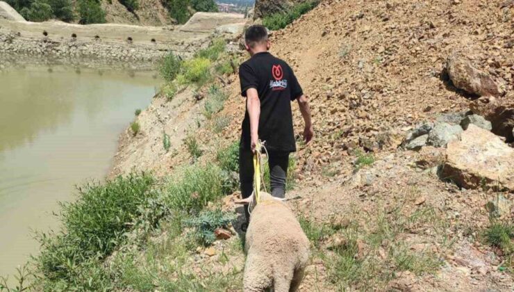 Isparta’da Kurbanlık Koyun Uçurumda Mahsur Kaldı, Ekipler Seferber Oldu