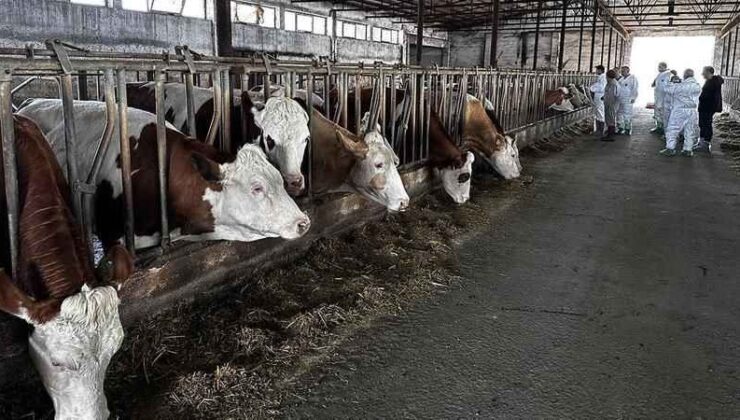 Şap Hastalığı Alarmı: Eğirdir’de Üç Köyde Hayvan Giriş Çıkışları Yasaklandı