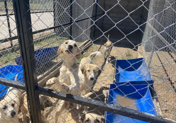 Yalvaç’ta Sokak Hayvanları İçin Modern Barınak Hizmete Girdi