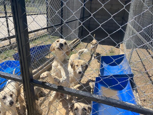 Yalvaç’ta Sokak Hayvanları İçin Modern Barınak Hizmete Girdi hayvan 5