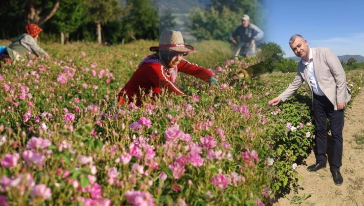 Gülbirlik’ten 2025 Gülçiçeği Fiyatı Açıklaması: Üreticiye Net 100 TL Ödeme Yapılacak