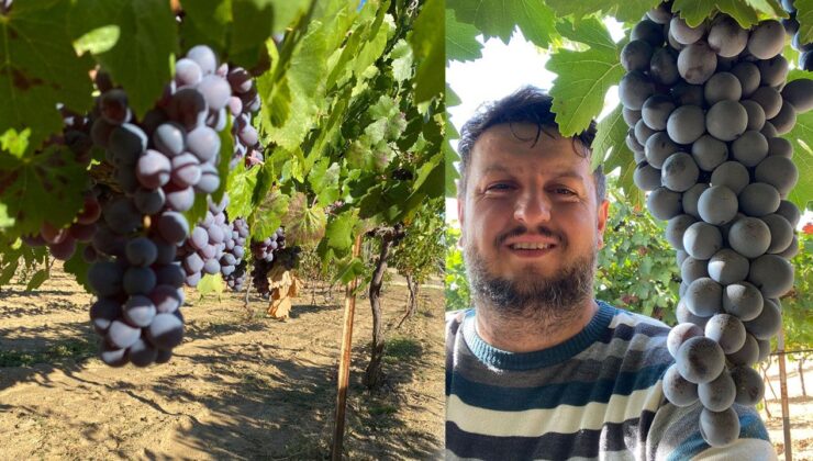 Kuyucak Köyü’nde Üzüm Hasadı Tamamlandı: Üretici Verimden Memnun