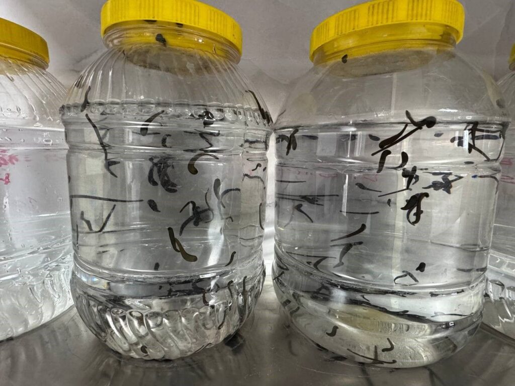 Eğirdir’de yılda 20 bin tıbbi sülük kontrollü ortamda üretiliyor Egirdir suluk 2