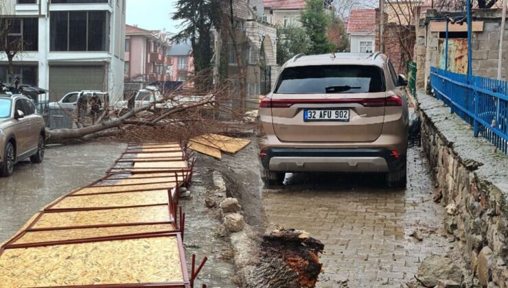 Kepeci Mahallesi’nde Korkutan Olay: Devasa Ağaç Fırtınada Devrildi