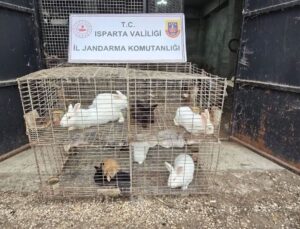Isparta’da Kaçak Hayvan Ticaretine Darbe: 147 Canlı Kurtarıldı
