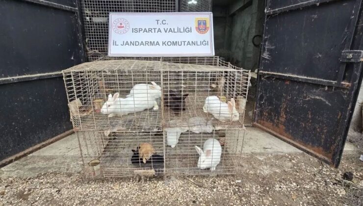 Isparta’da Kaçak Hayvan Ticaretine Darbe: 147 Canlı Kurtarıldı