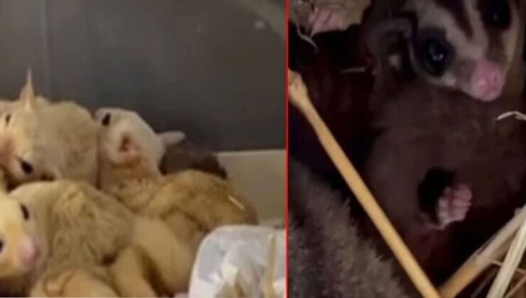 Isparta’da Yasa Dışı Hayvan Ticaretine Darbe: 35 Yaban Hayvanı Ele Geçirildi