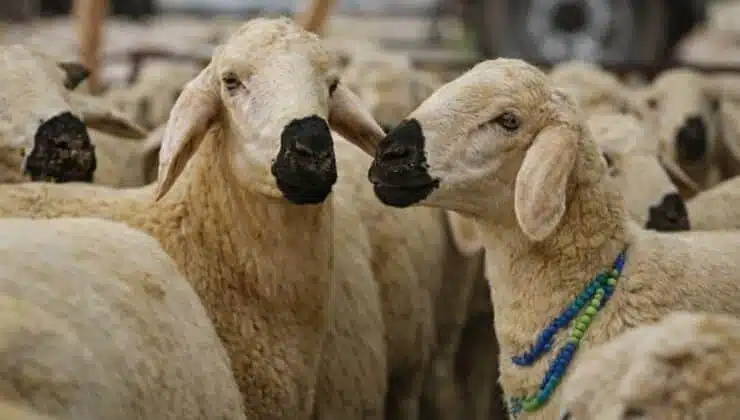 2026 Vekaletle Kurban Kesim Fiyatları Belli Oldu